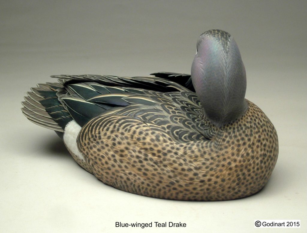 Blue Winged Teal Drake Photo Packet - Godin Art