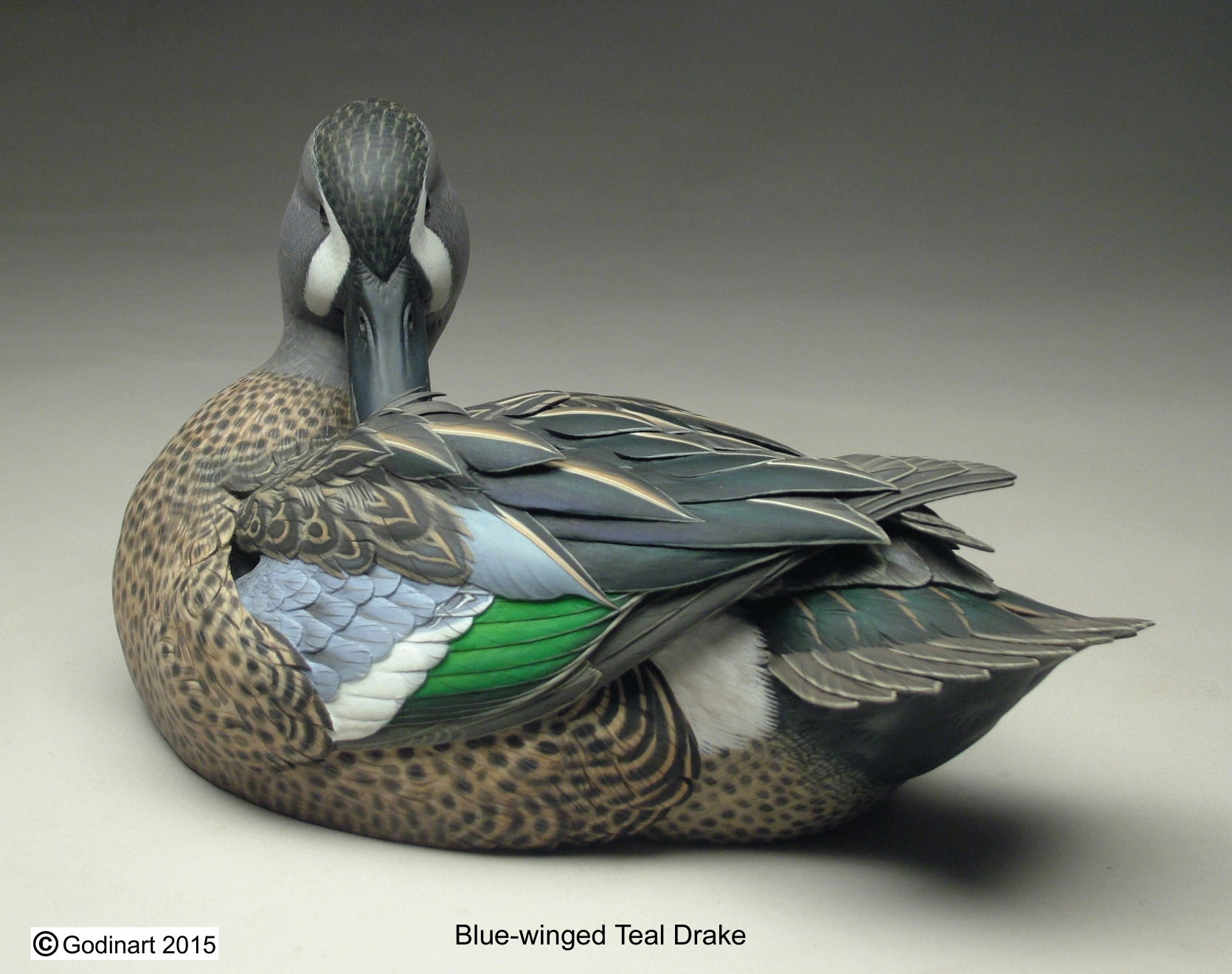 Blue Winged Teal Drake Photo Packet - Godin Art