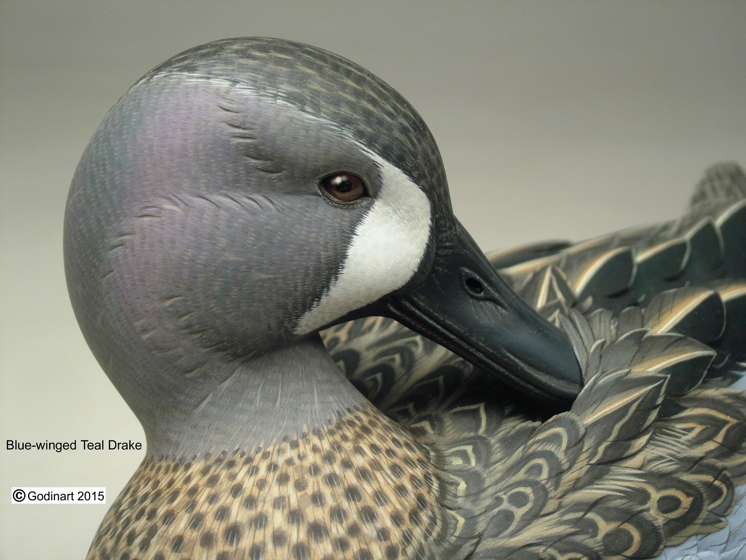 Blue Winged Teal Drake Photo Packet - Godin Art