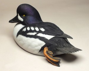 Details about   Barrow's Goldeneye Taxidermy Decoy Carving Reference Photo Cd 