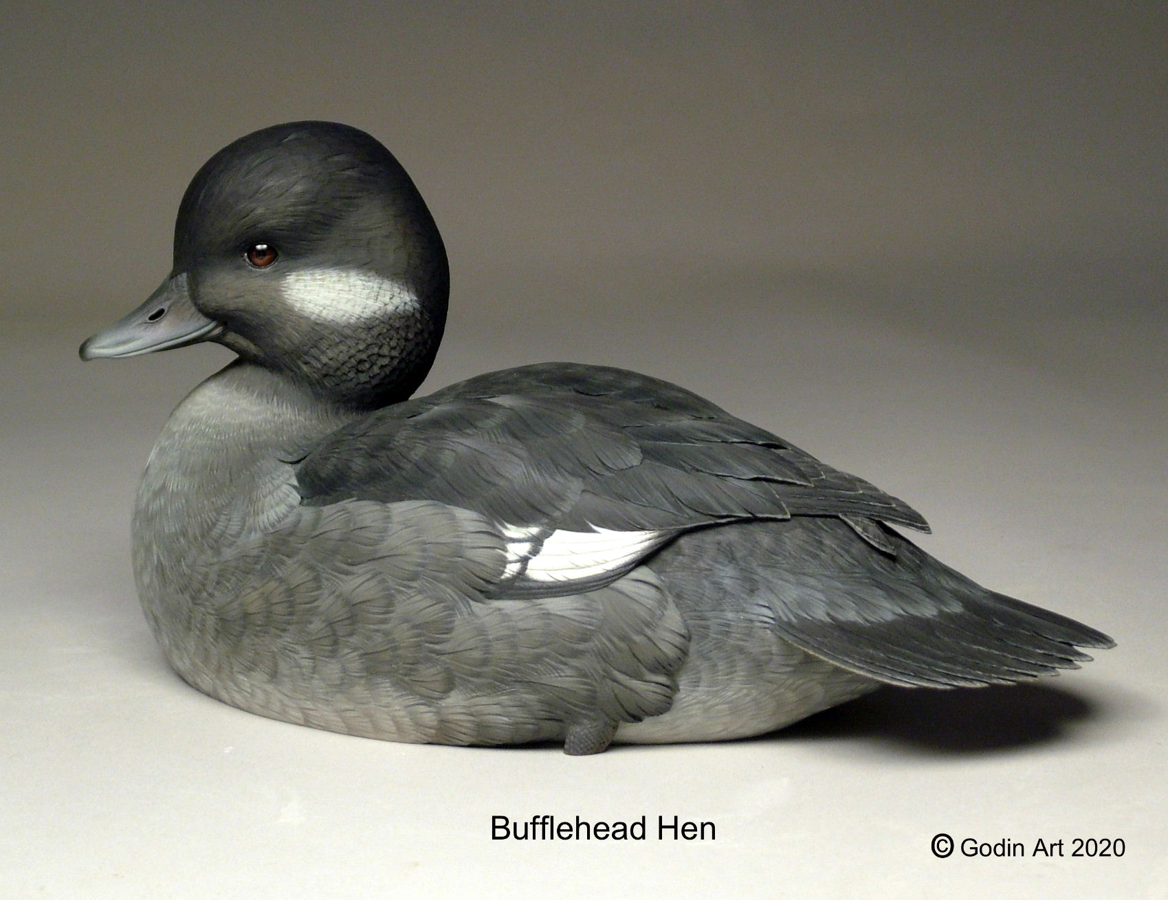 Bufflehead Hen Photo Packet Godin Art