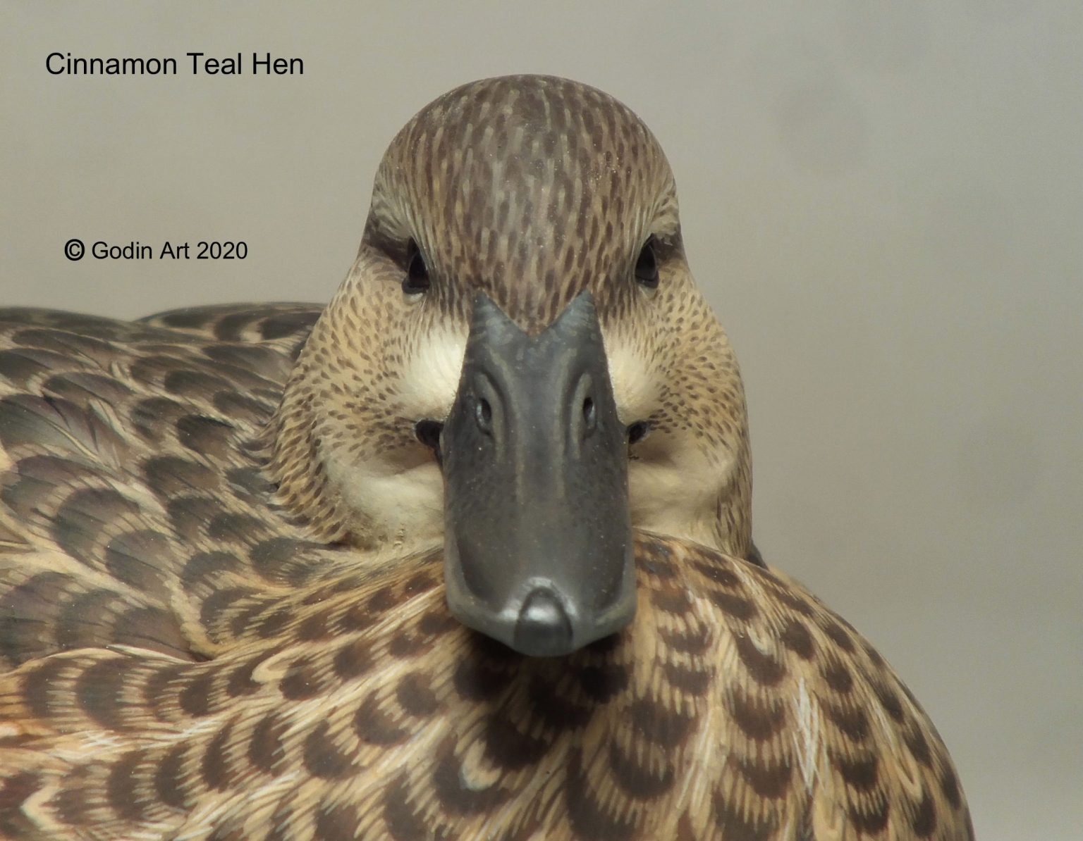 Cinnamon Teal Hen Photo Packet Godin Art