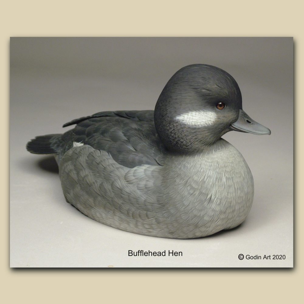 Bufflehead Hen Photo Packet Godin Art